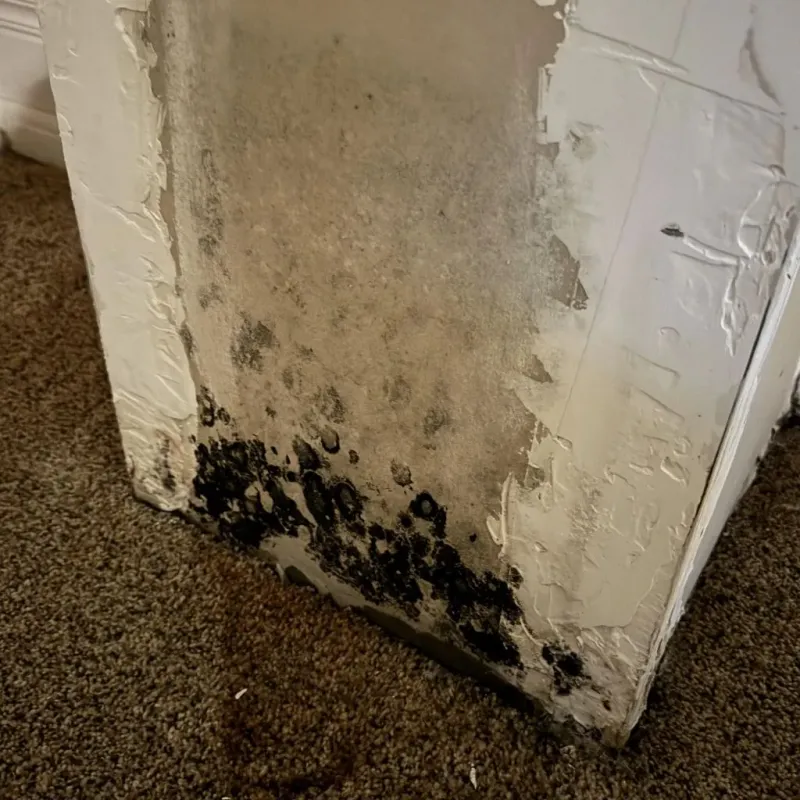 Professional Mold Removal in Methuen, MA
